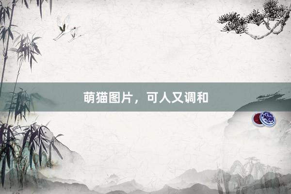 萌猫图片，可人又调和